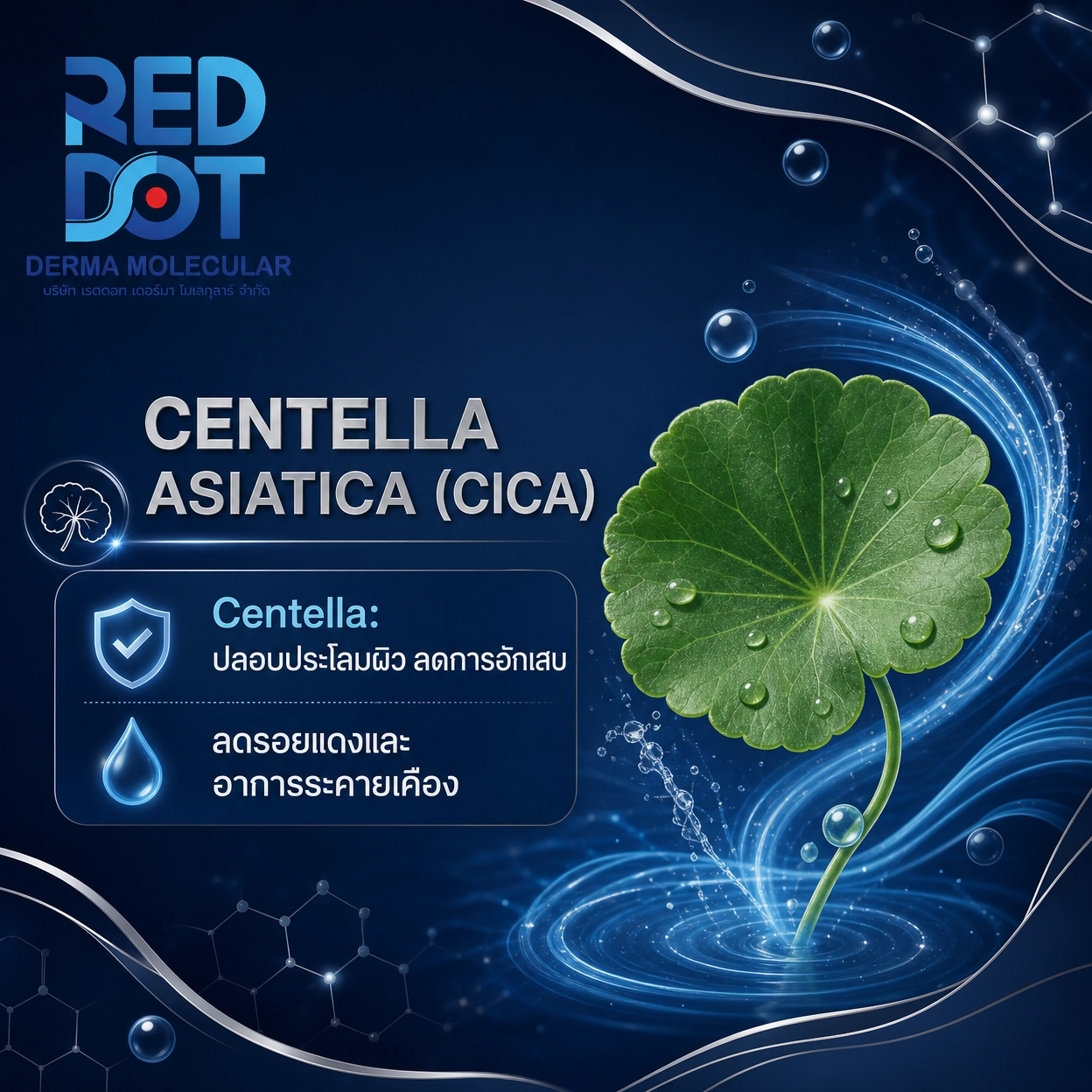 Centella Asiatica ใบบัวบก สารสกัด สกินแคร์ OEM Reddot